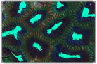 Neon Green Eyes and Purple Aussie Platy Brain - Frag